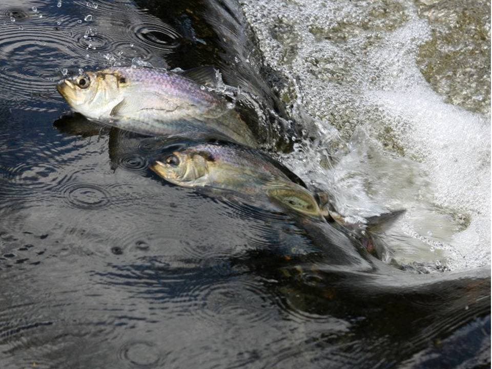 River herring running up the Essex River ladder