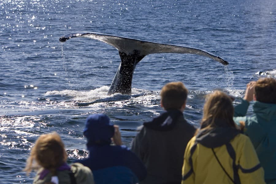Humpback whale tail surfaces alongside a Gloucester whale-watch boat